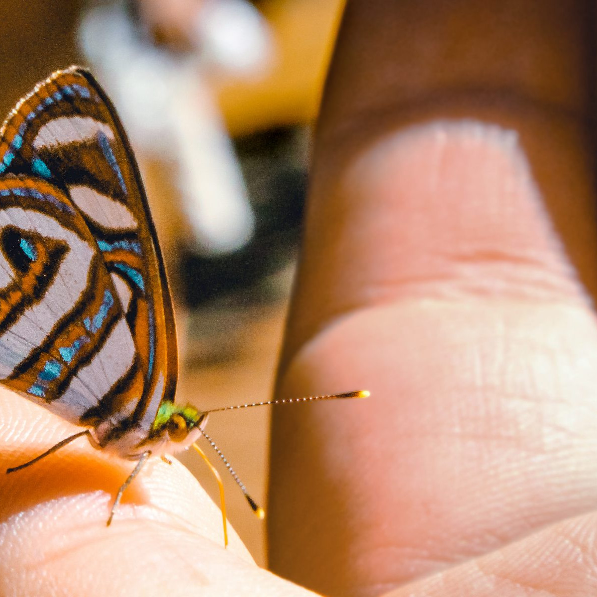 Lume, Woman, Butterfly