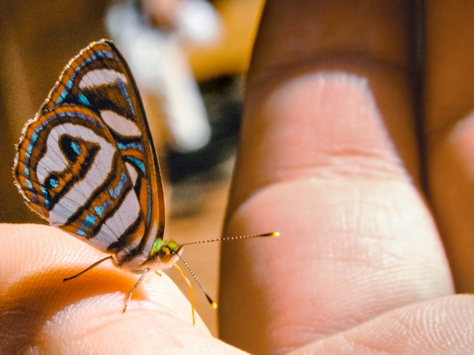 Lume, Woman, Butterfly